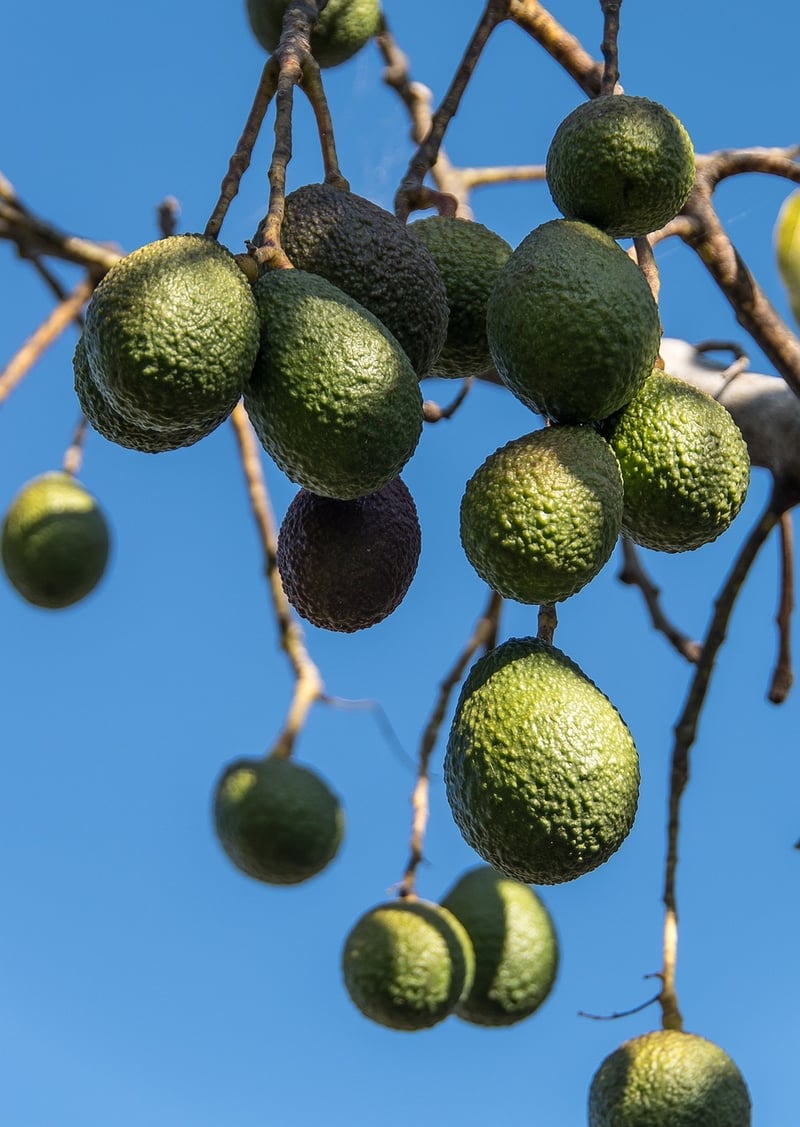 Fruit Tree Care