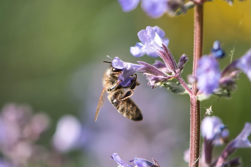 Pollinator Gardens