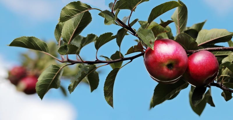 Apple Tree