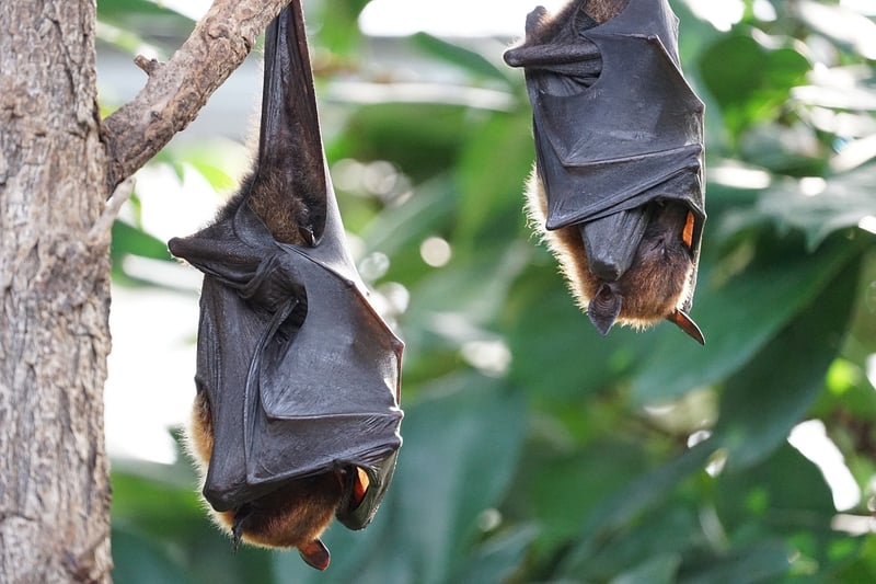 Flying Bat