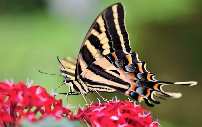 Butterfly in a Garden