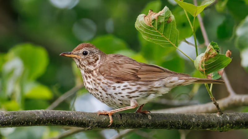 City Wildlife