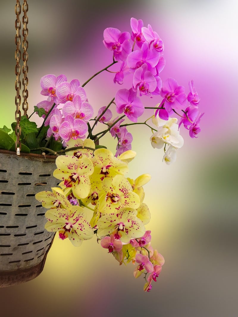 Hanging Basket Displays