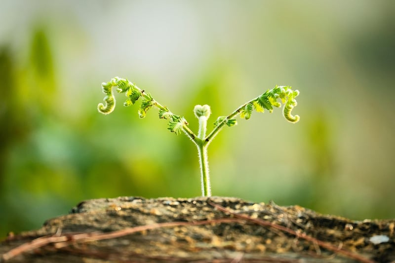 Plants receiving sunlight